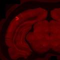 科学家创建人工神经网络来模拟视觉如何在自动驾驶汽车中工作