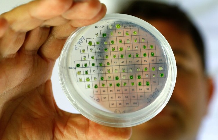 以色列科学家表示他们已经用植物制造出氢气