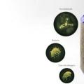 互联网分析：戴森在德里NCR的房屋中发现有害化学物质 细菌和螨虫
