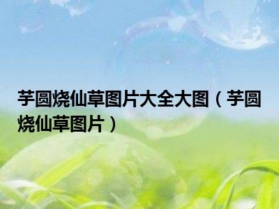 芋圆烧仙草图片大全大图（芋圆烧仙草图片）