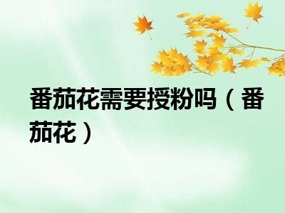 番茄花需要授粉吗（番茄花）