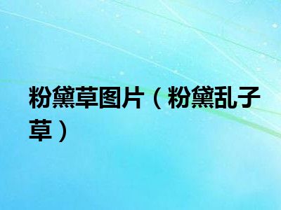 粉黛草图片（粉黛乱子草）