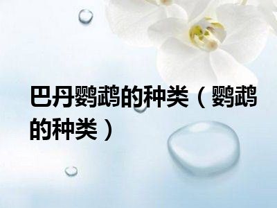 巴丹鹦鹉的种类（鹦鹉的种类）