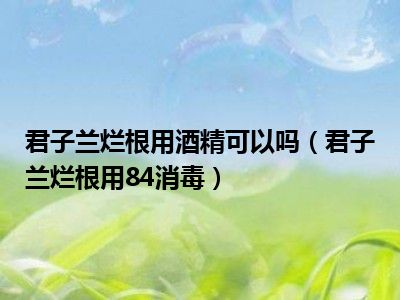 君子兰烂根用酒精可以吗（君子兰烂根用84消毒）