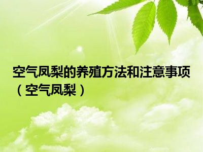 空气凤梨的养殖方法和注意事项（空气凤梨）
