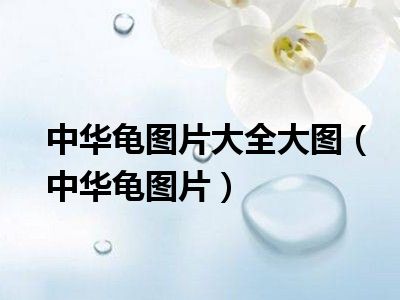 中华龟图片大全大图（中华龟图片）