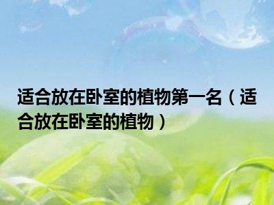 适合放在卧室的植物第一名（适合放在卧室的植物）