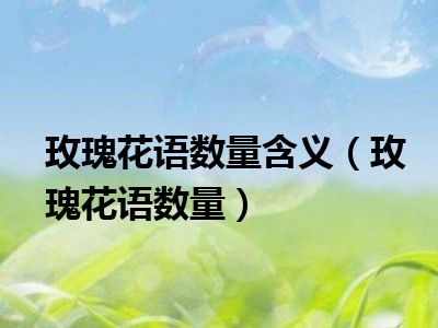玫瑰花语数量含义（玫瑰花语数量）