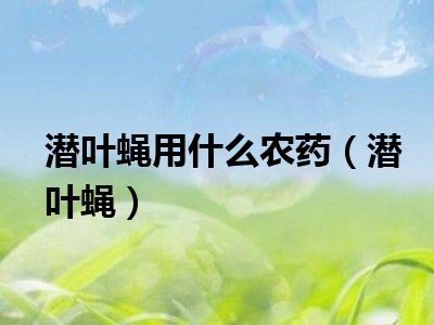 潜叶蝇用什么农药（潜叶蝇）