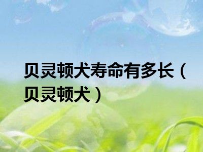 贝灵顿犬寿命有多长（贝灵顿犬）