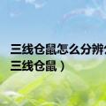 三线仓鼠怎么分辨公母（三线仓鼠）