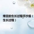 绿豆的生长过程手抄报（绿豆的生长过程）