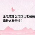 金毛吃什么可以让毛长长（金毛吃什么长得快）