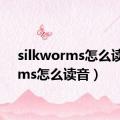silkworms怎么读音（ms怎么读音）
